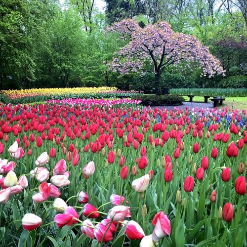 Keukenhof: A Unique Garden in the World