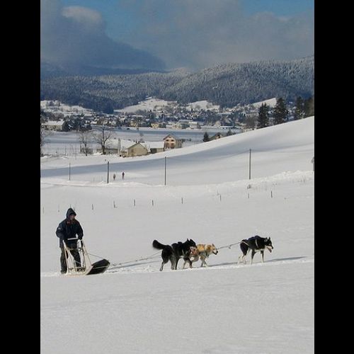 L'Aventure Polaire : a dog sled race in Méaudre