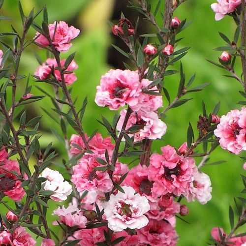 Leptospermum or manuka: a decorative and fragrant shrub