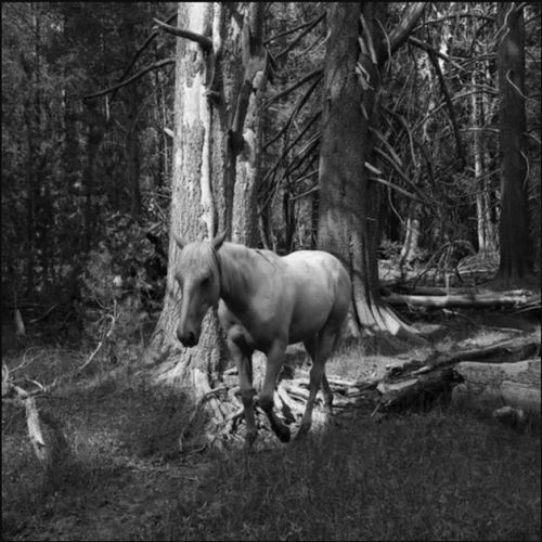 Mimi Plumb: the photographer who whispers to horses