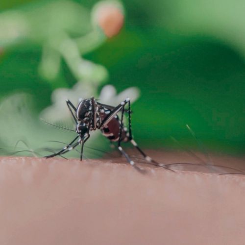 Mosquitoes: soon a revolutionary repellent to avoid bites.