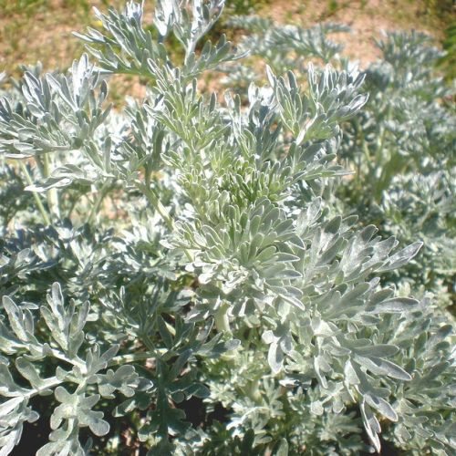 Natural gardening : how to use wormwood in the garden ?