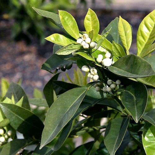 Orange blossom: benefits and use