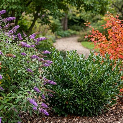 Ornamental shrubs: the secret to a vibrant garden in all seasons