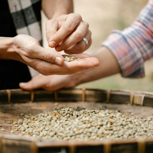 Peasant Seeds: 5 Things to Know About the Craft of Seed Artisanry