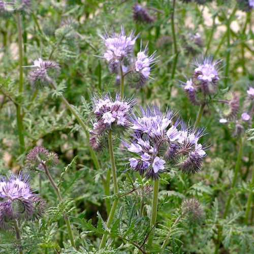 Phacelia: 3 good reasons to plant this flower in your garden