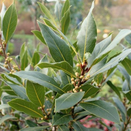 Phytotherapy: 5 virtues of noble laurel.