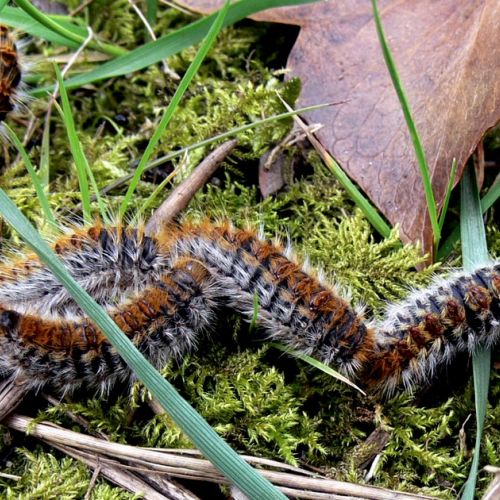 Processionary caterpillars: how to identify and get rid of them?