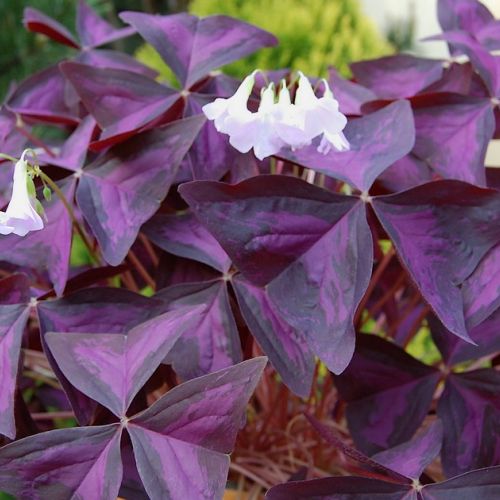 Purple oxalis: everything you need to know about the false shamrock in 5 questions.