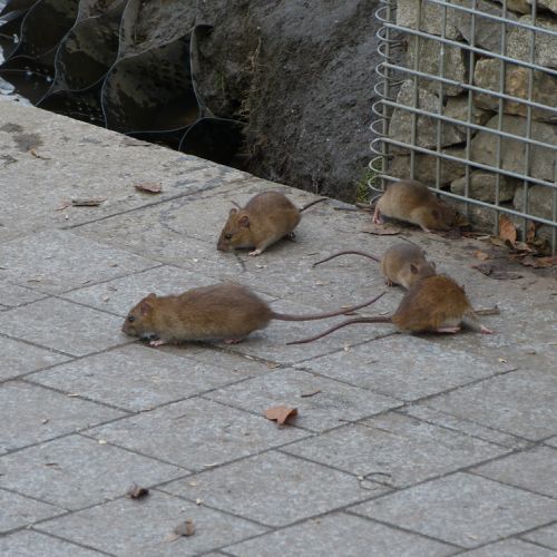 Rats, mice, weasels... how to protect your home with effective rodent control