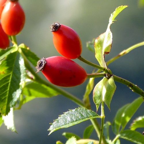 Rosehips: Overview and Health Benefits