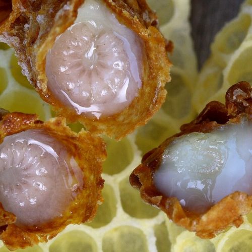 Royal Jelly: A Concentrate of Vitality