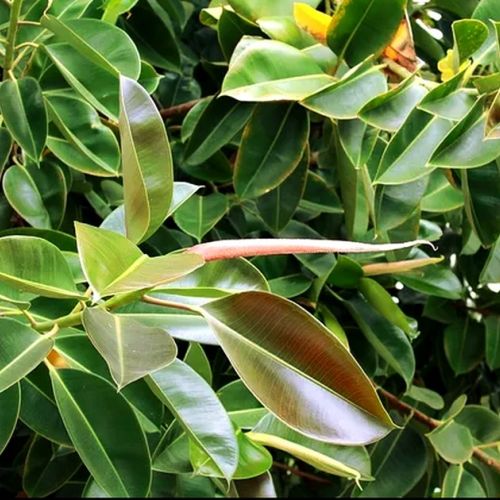 Rubber plant: an easy-to-maintain green plant.