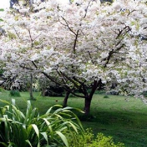 Sakura: 5 Things to Know About the Japanese Cherry Tree