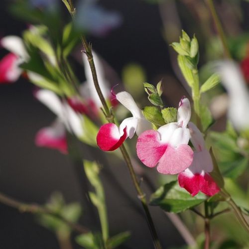 Salvia microphylla: 5 questions about small leaf sage