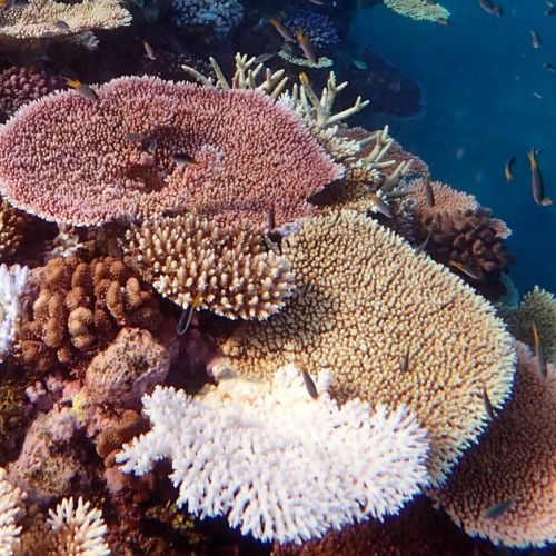 Scuba Diving: 5 Things to Know About Coral