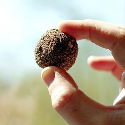 Seed Bombs: How to Make Seed Bombs?