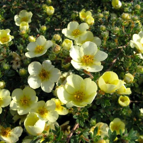 Shrubby Cinquefoil: 5 Things to Know About This Summer-Blooming Shrub