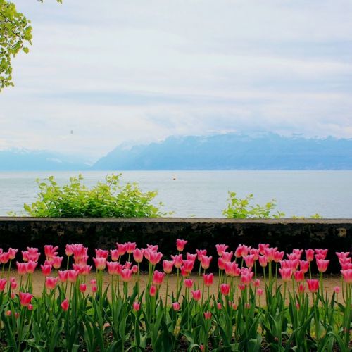 Switzerland: 3 good reasons to go to the Morges Tulip Festival