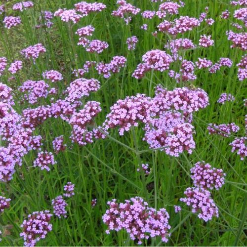 The Buenos Aires verbena: 5 good reasons to adopt it in the garden.