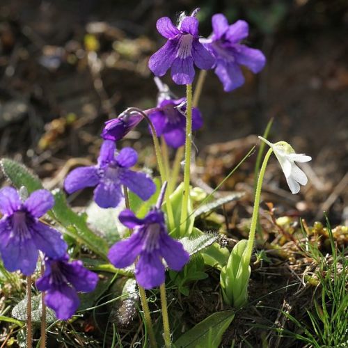 The butterwort: an amazing carnivorous plant.