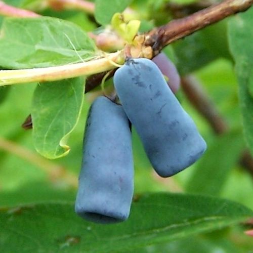 The camerisier or edible honeysuckle: an amazing shrub