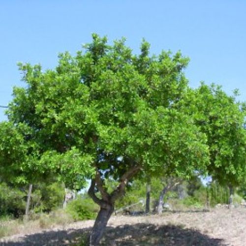 The Carob tree: the tree with small horns