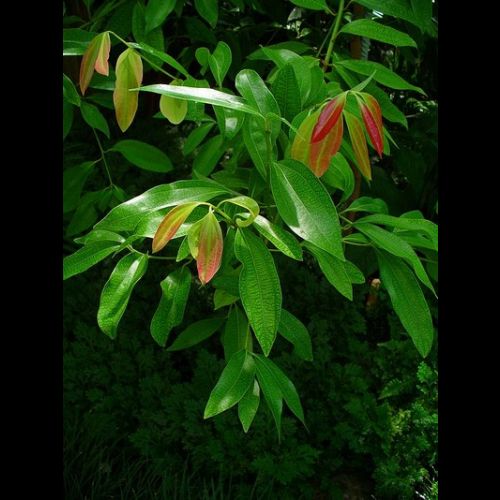 The Ceylon cinnamon tree: the tree that gives cinnamon