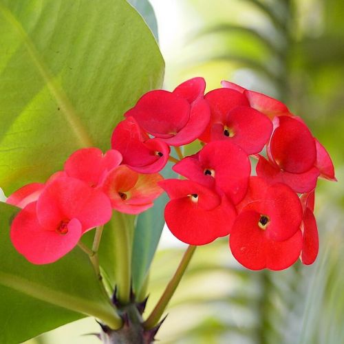 The Crown of Thorns plant: cultivation and maintenance