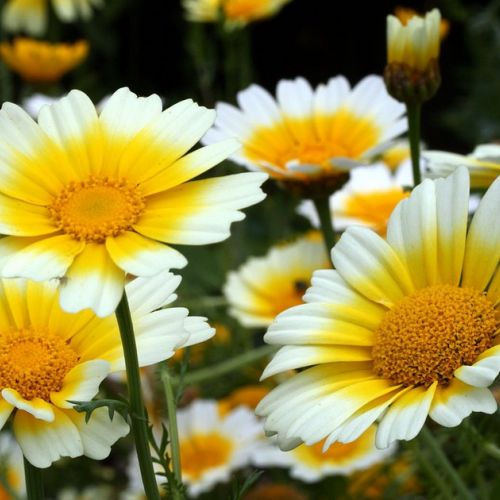 The edible chrysanthemum: an amazing vegetable plant