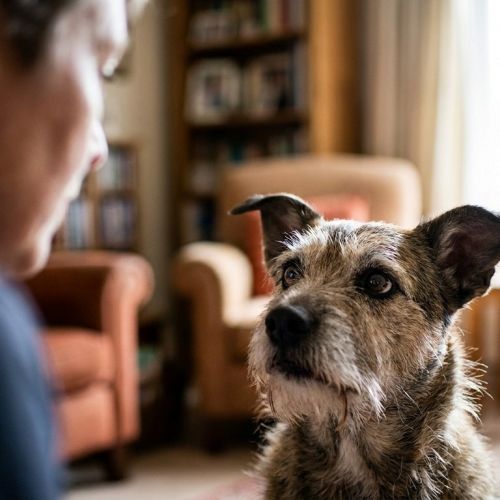The emotional intelligence of dogs: how your companion reads your feelings.