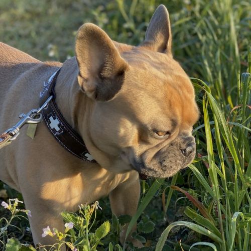 The foxtail: a dangerous grass for dogs.