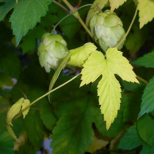 The Golden Hops: A Climbing Plant to Adopt in the Garden