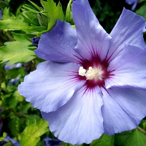 The hibiscus: a beautiful summer blooming.