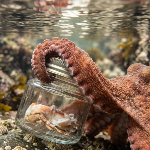 The intelligence of octopuses: what these solitary creatures teach us about animal minds.