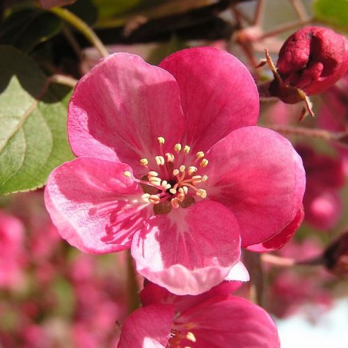 The Japanese apple tree: a spring flowering shrub