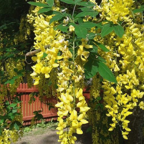 The laburnum: a small tree with a dazzling bloom