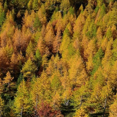 The larch: 5 surprising things to know about this tree
