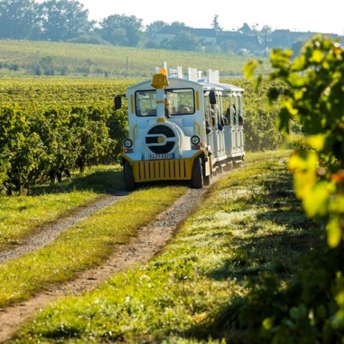 The little train of Chalonnes-sur-Loire: a ride through the vineyards of the Coteaux du Layon.