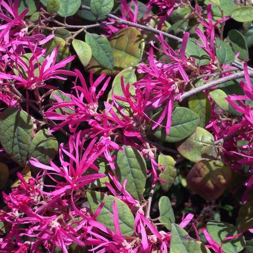 The loropetalum: a decorative shrub with pink flowers