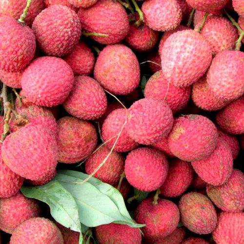 The lychee: 5 unusual things to know about this fruit