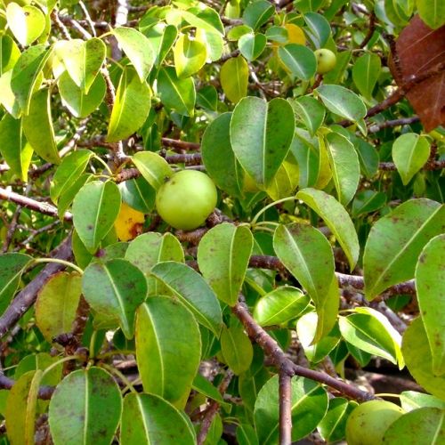 The manchineel tree: the most toxic tree in the world