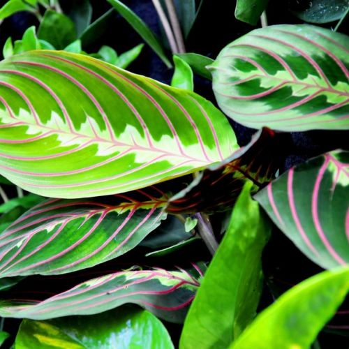 The maranta or praying plant: characteristics and maintenance