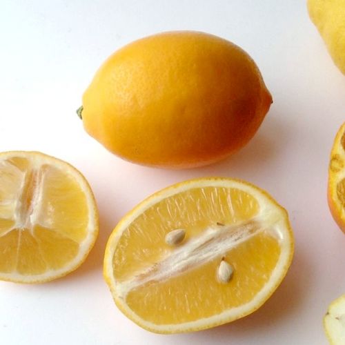 The Meyer lemon: a citrus fruit to discover