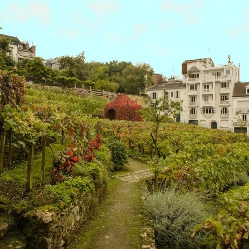 The Montmartre Harvest Festival: a friendly gathering