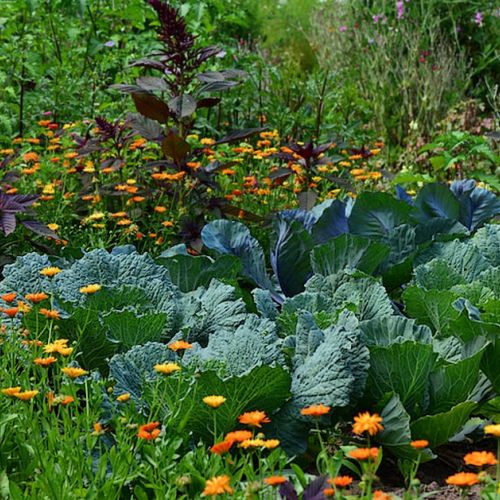 The perpetual vegetable garden: which vegetables to plant?