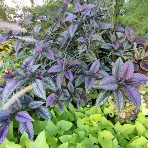 The Persian shield: a plant with purple foliage