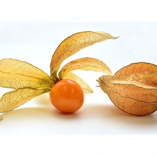 The physalis: 5 surprising things to know about this fruit