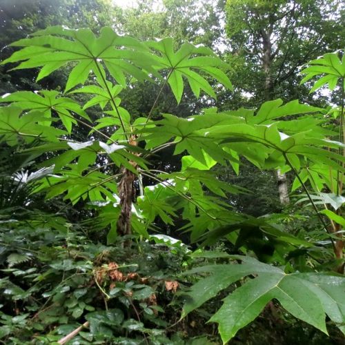 The Rice Paper Plant: 5 Things to Know About Tetrapanax papyrifera
