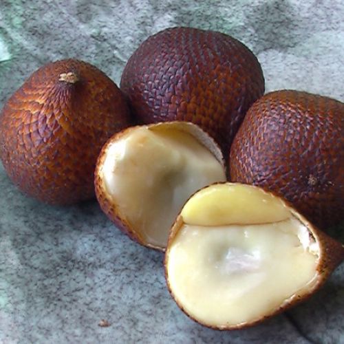 The salak or snake fruit: an unusual exotic fruit